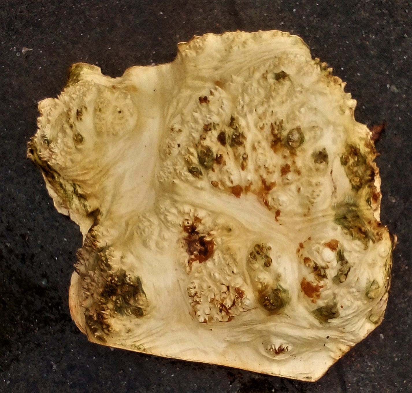 Maple burl cap | bowl turning | wood turning | DIY crafts | bl23-0279