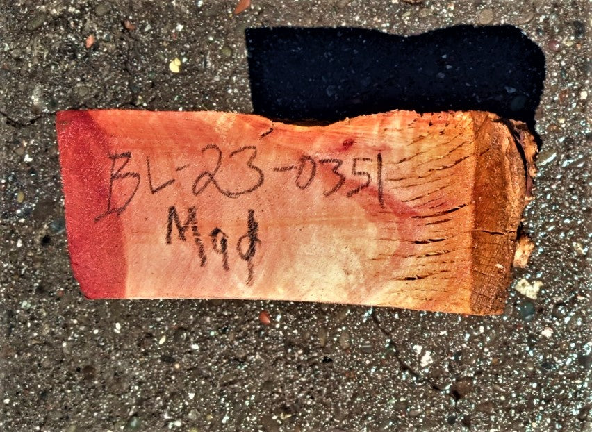 Madrone burl | bowl turning | wood turning | DIY wood crafts | bl23-0351
