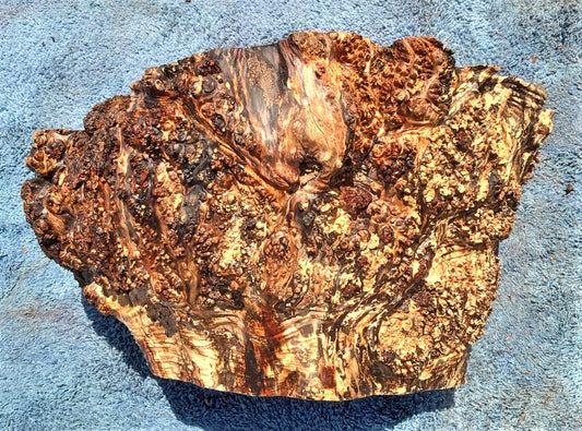 Maple burl cap | bowl turning | wood turning | DIY wood crafts | blma23-0310