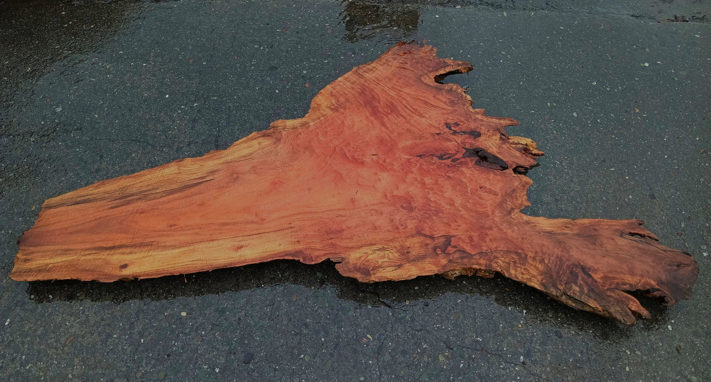 Redwood Burl Slab | DIY craft wood | live Table | headboard | bsz-1350