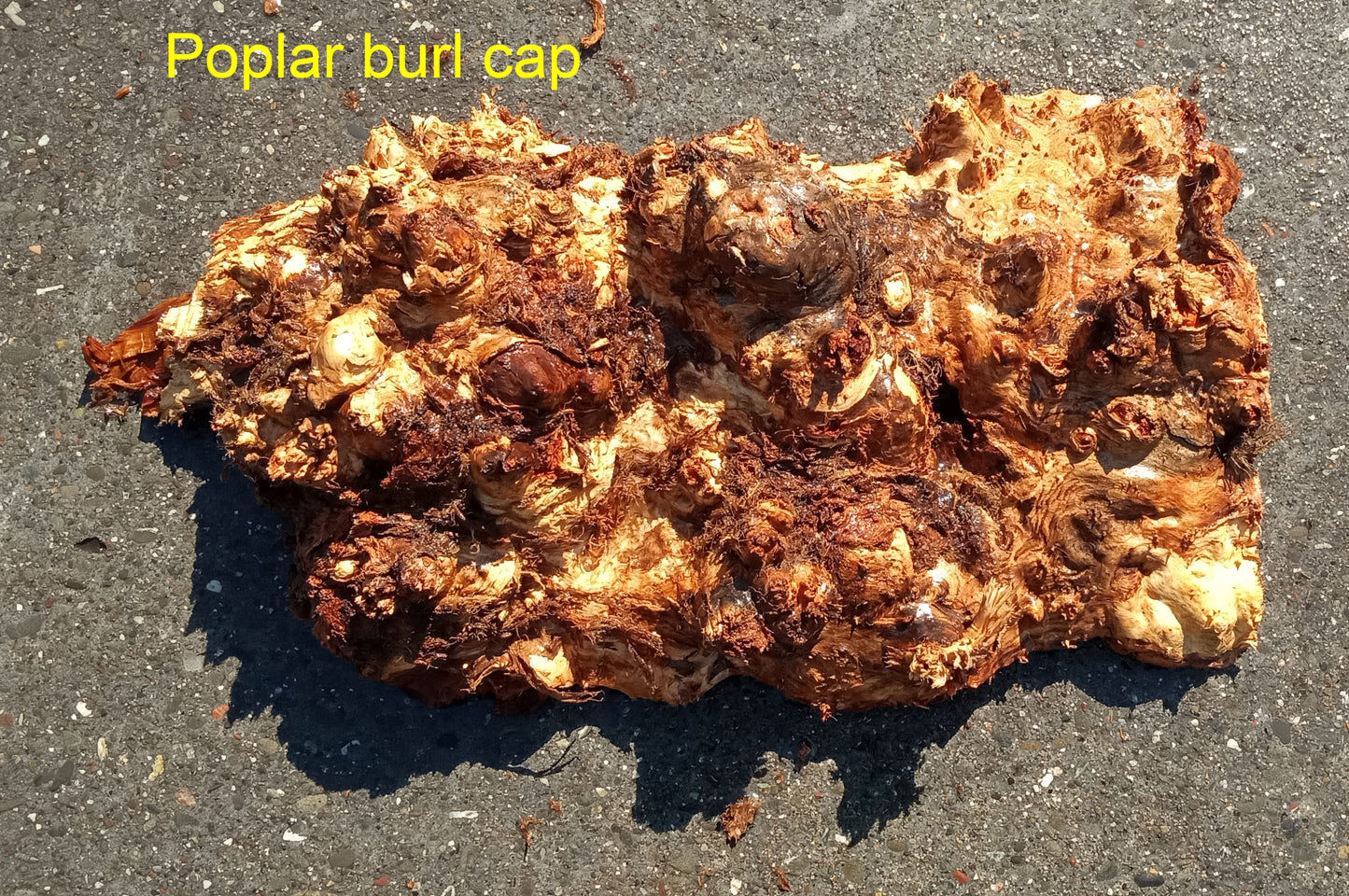 Mappa burl | Poplar | burl cap | wood craft ideas | DIY wood | c23-0831