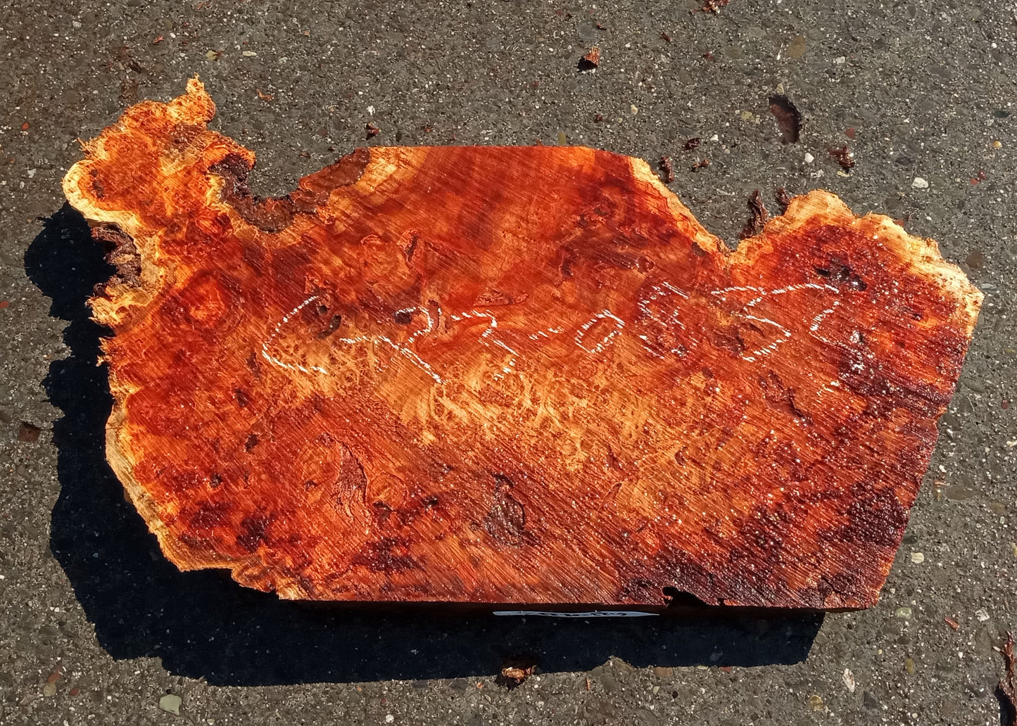 Mappa burl | Poplar | burl slab | wood craft ideas | DIY wood | c23-0833