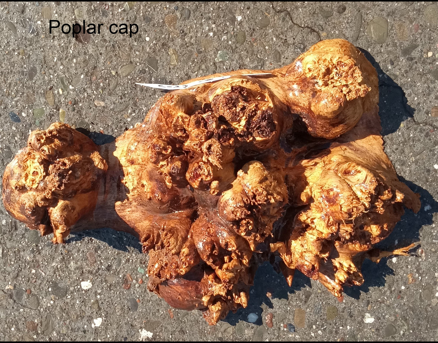 Mappa burl | Poplar | burl slab | wood craft ideas | DIY wood | c23-0835