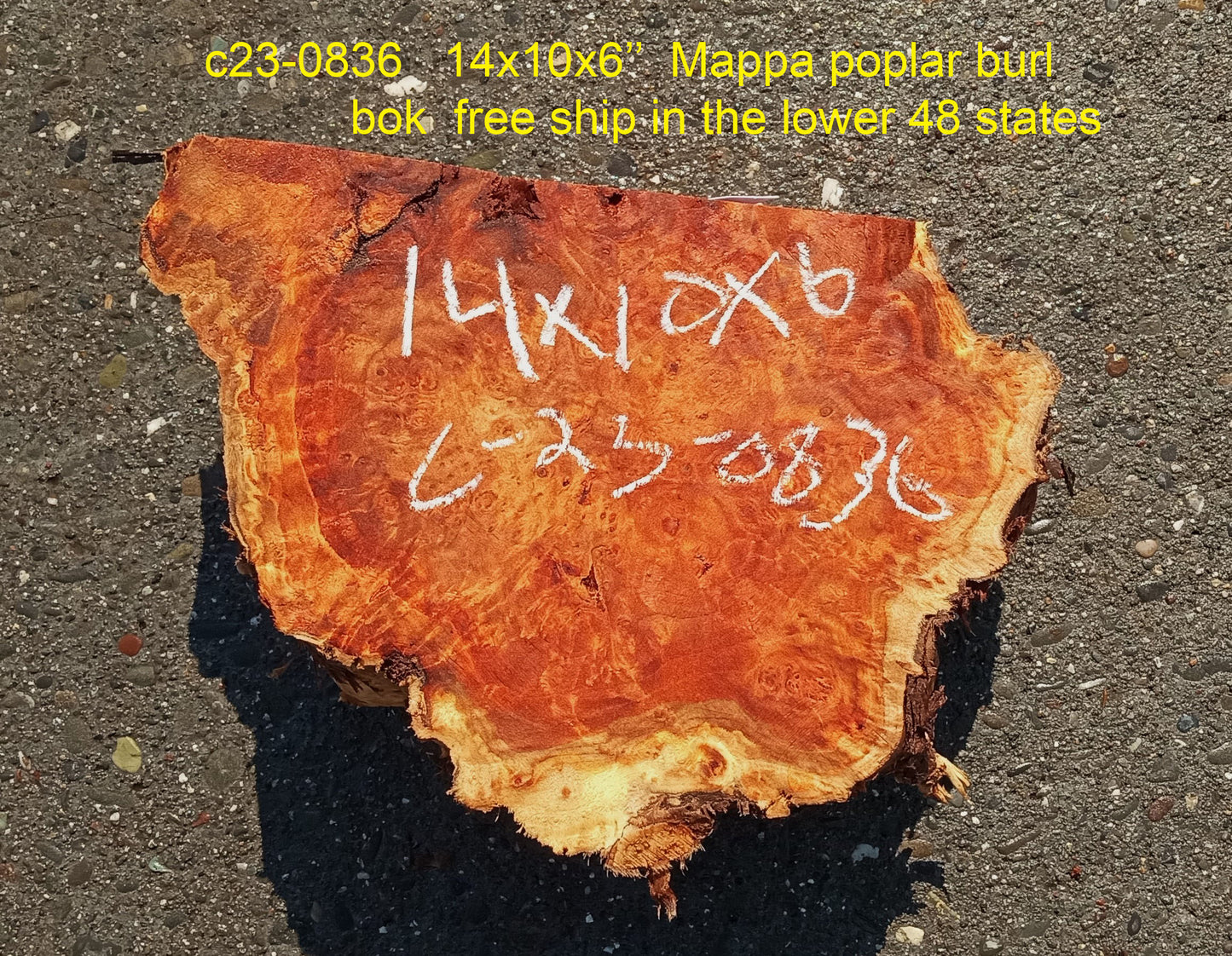 Mappa burl | Poplar | burl slab | wood craft ideas | DIY wood | c23-0836