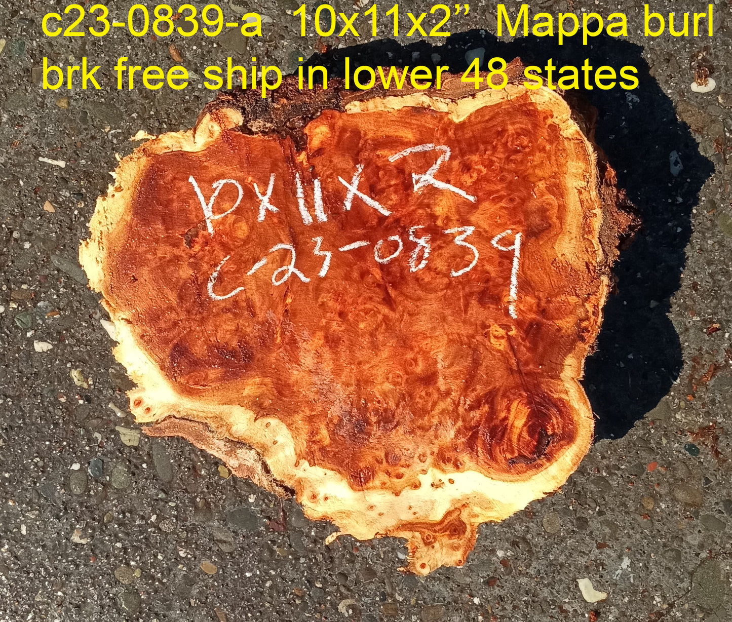 Mappa burl | Poplar | burl slab | wood craft ideas | DIY wood | c23-0839