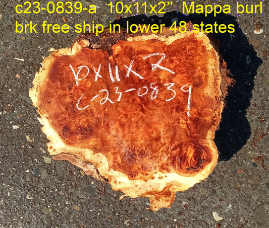 Mappa burl | Poplar | burl slab | wood craft ideas | DIY wood | c23-0839