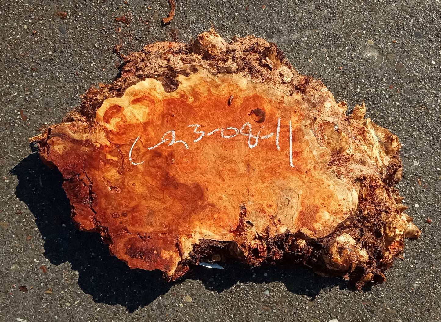 Mappa burl | Poplar | burl slab | wood craft ideas | DIY wood | c23-0841