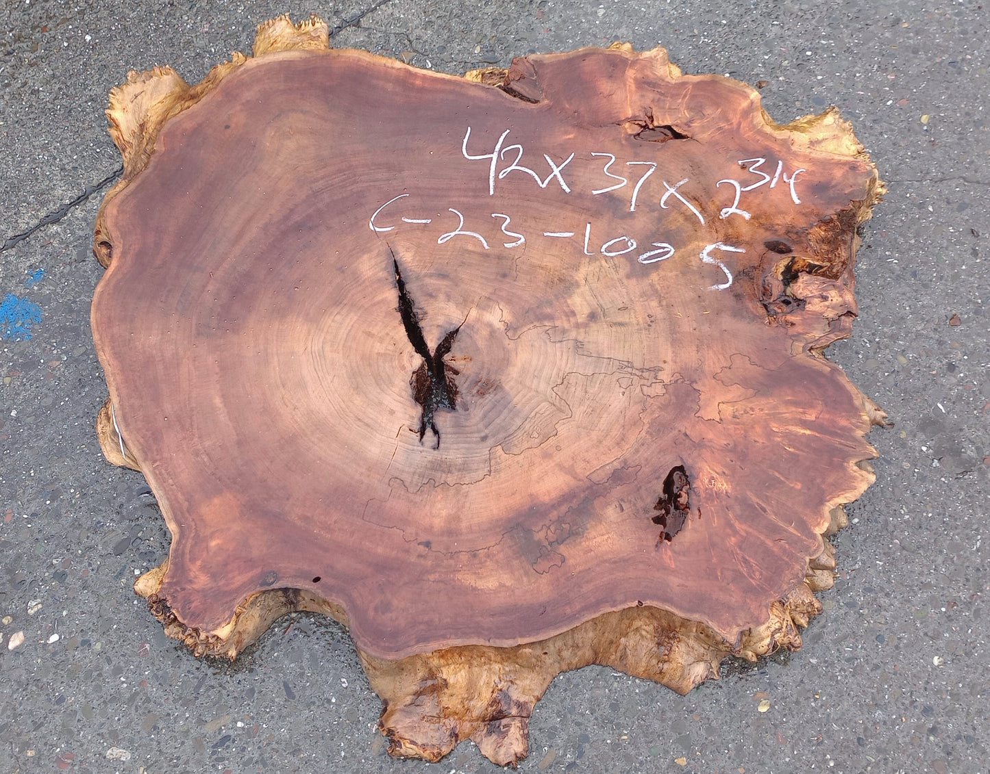 Poplar cookie cut | live edge slab | craft woods | DIY | river table | c23-1005