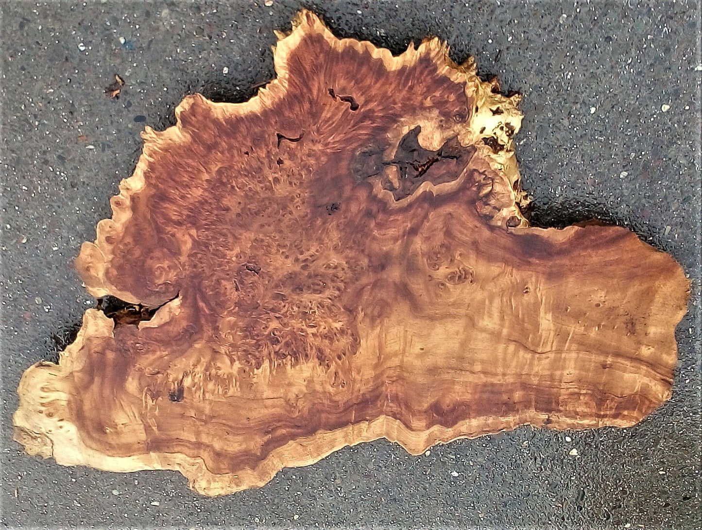 Poplar burl | live edge table | burl table | DIY ideas | ct23-0481