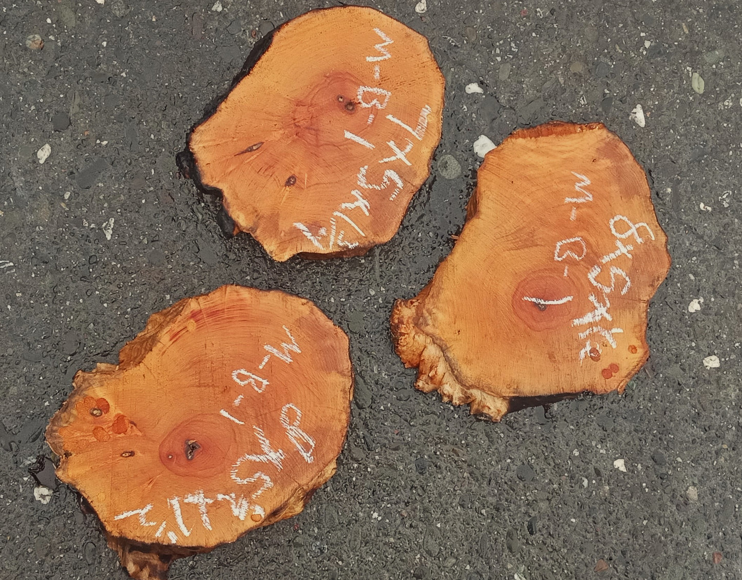 3 Maple burl slabs | live edge | cookie cut | DIY crafts | ma23-1