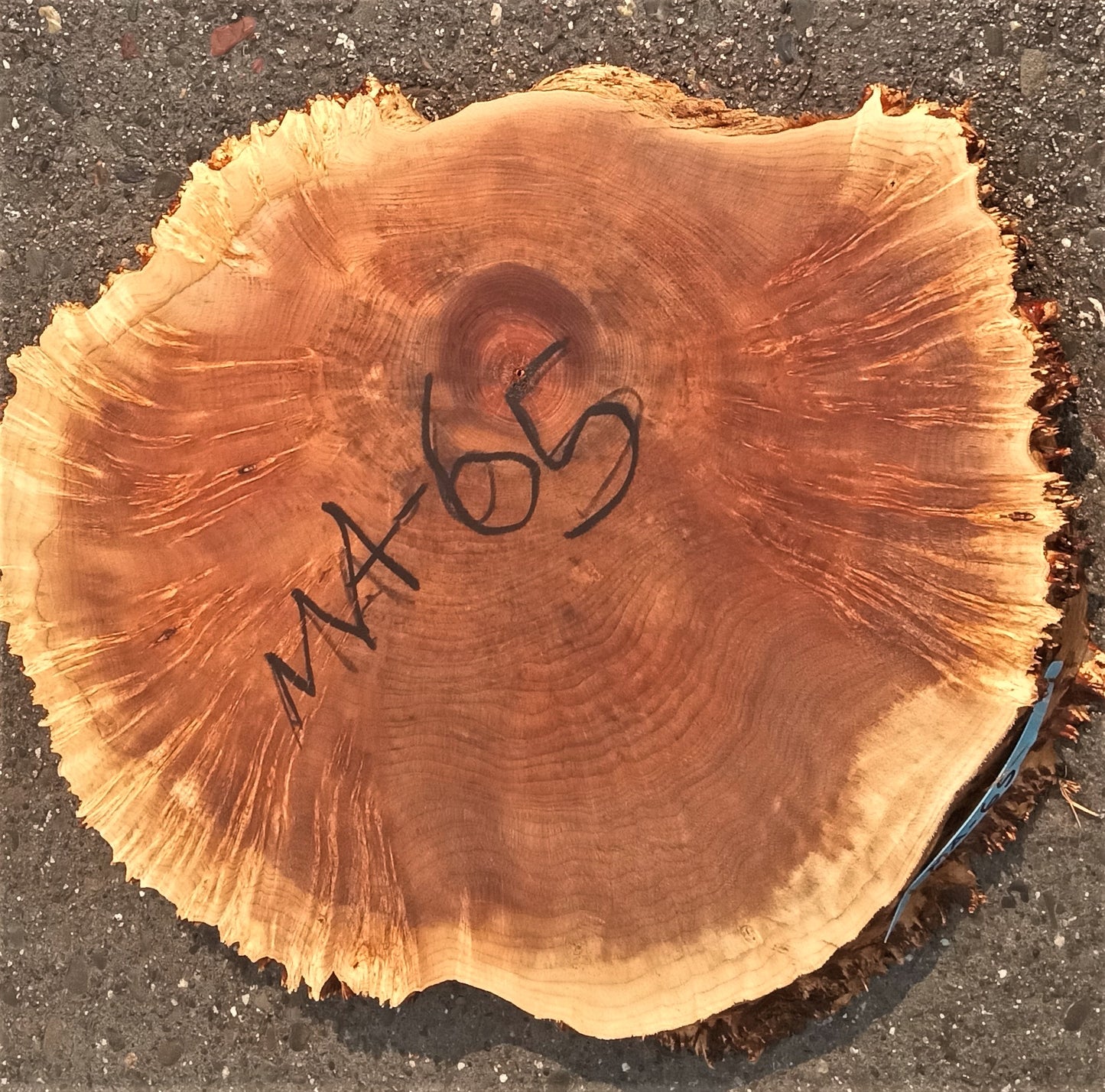 Maple burl slab | live edge | cookie cut | river table | ma65