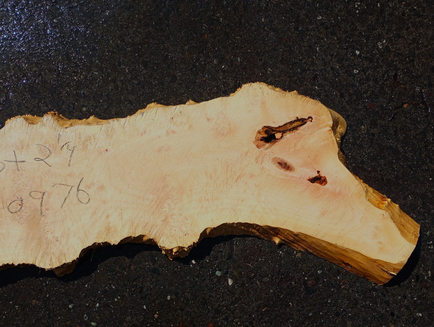 Maple Cluster Burl Log | River Table | Wall Art | Epoxy Idea | ma24-0976