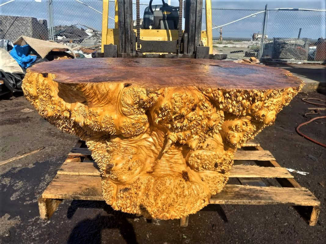 Maple solid burl | live edge table | one piece table | ma1piecetable