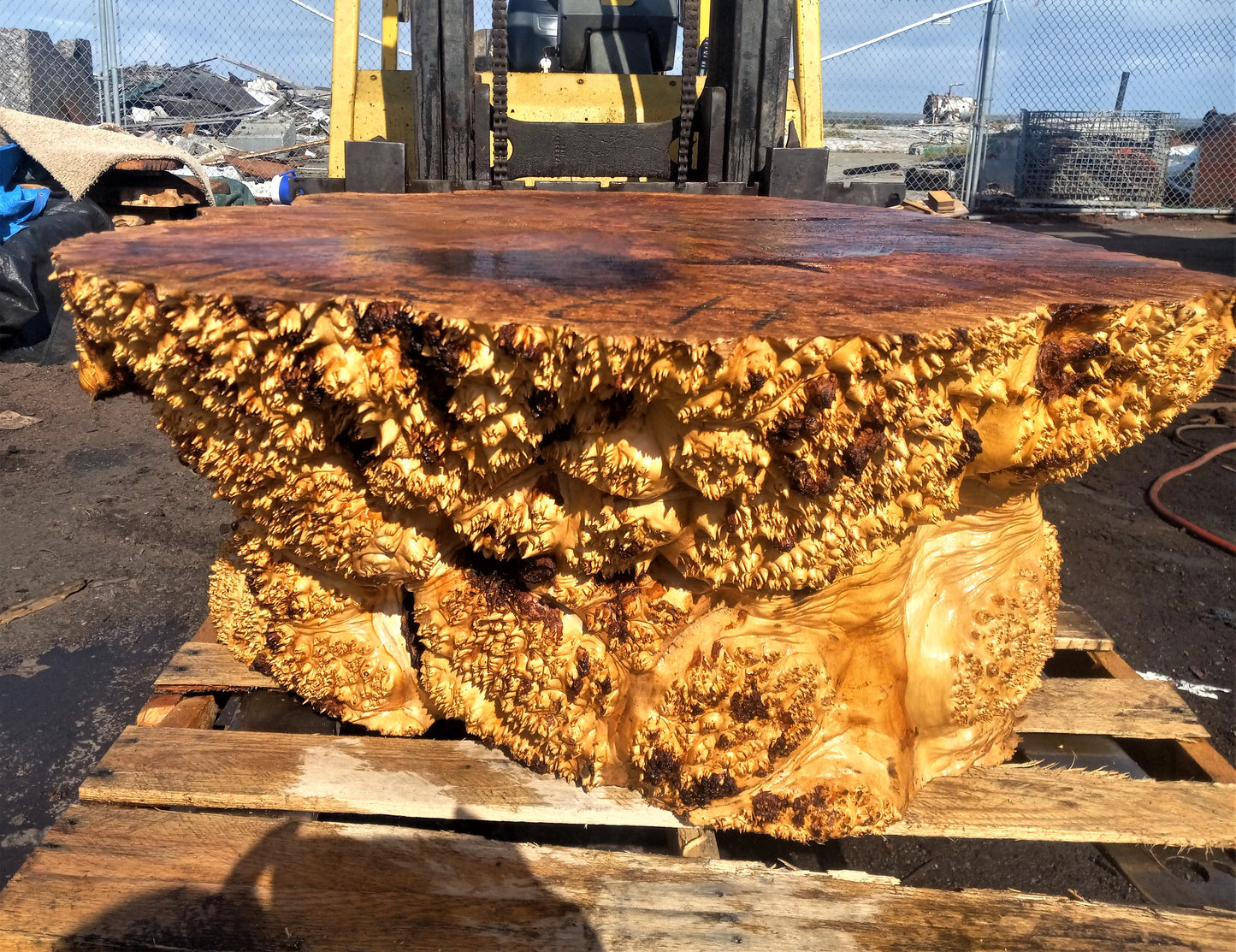 Maple solid burl | live edge table | one piece table | ma1piecetable