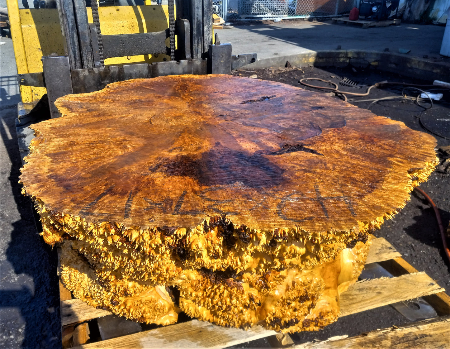 Maple solid burl | live edge table | one piece table | ma1piecetable