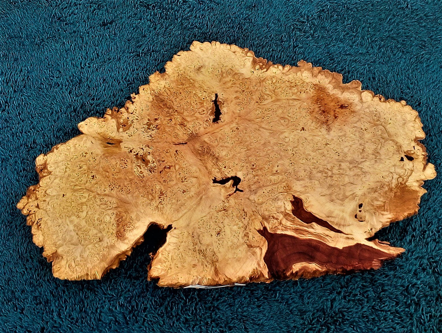 Maple burl slab | live edge piece | river table | DIY crafts | ma23-0525