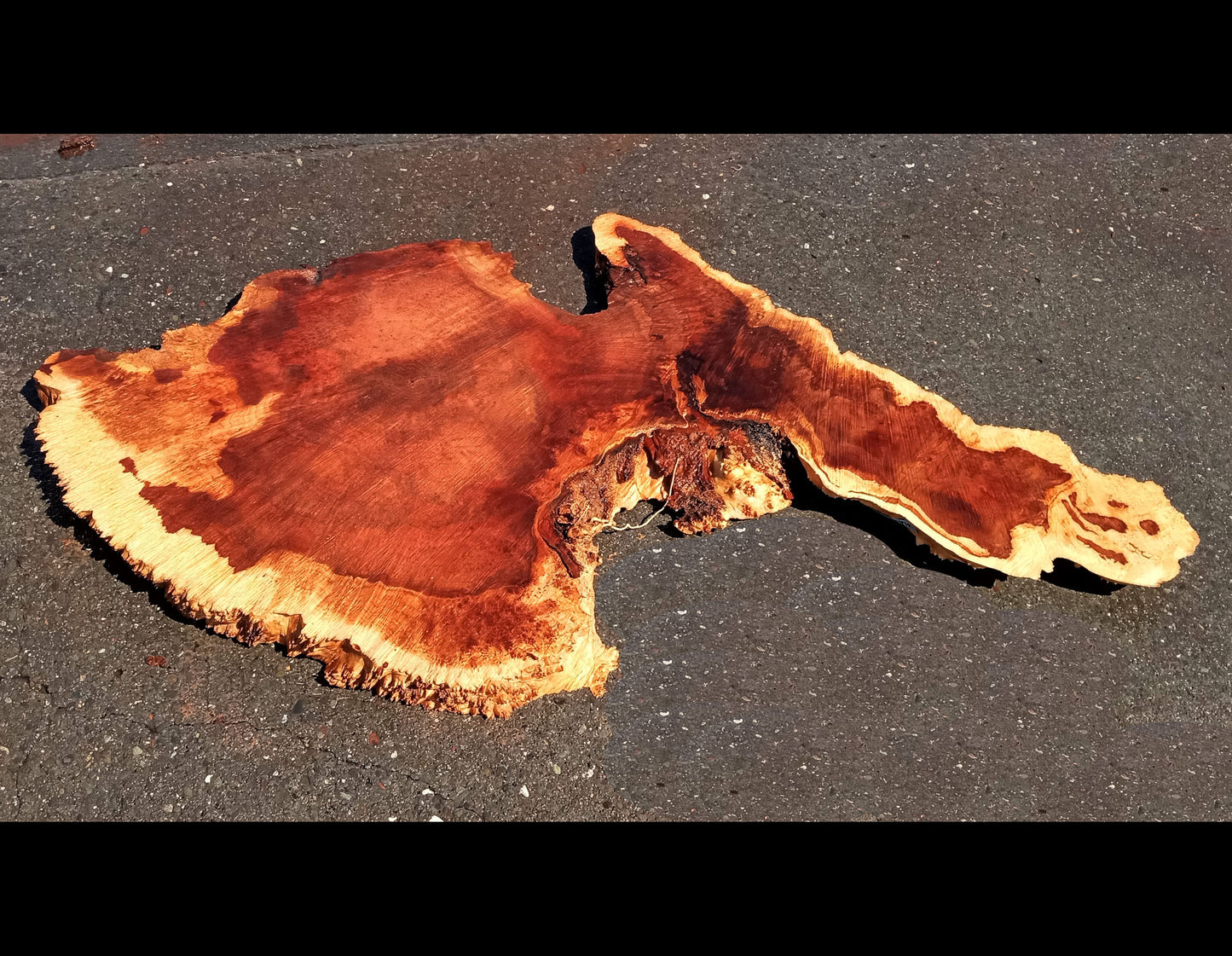 Maple burl slab | live edge | river table | burl table | DIY | ma23-0620