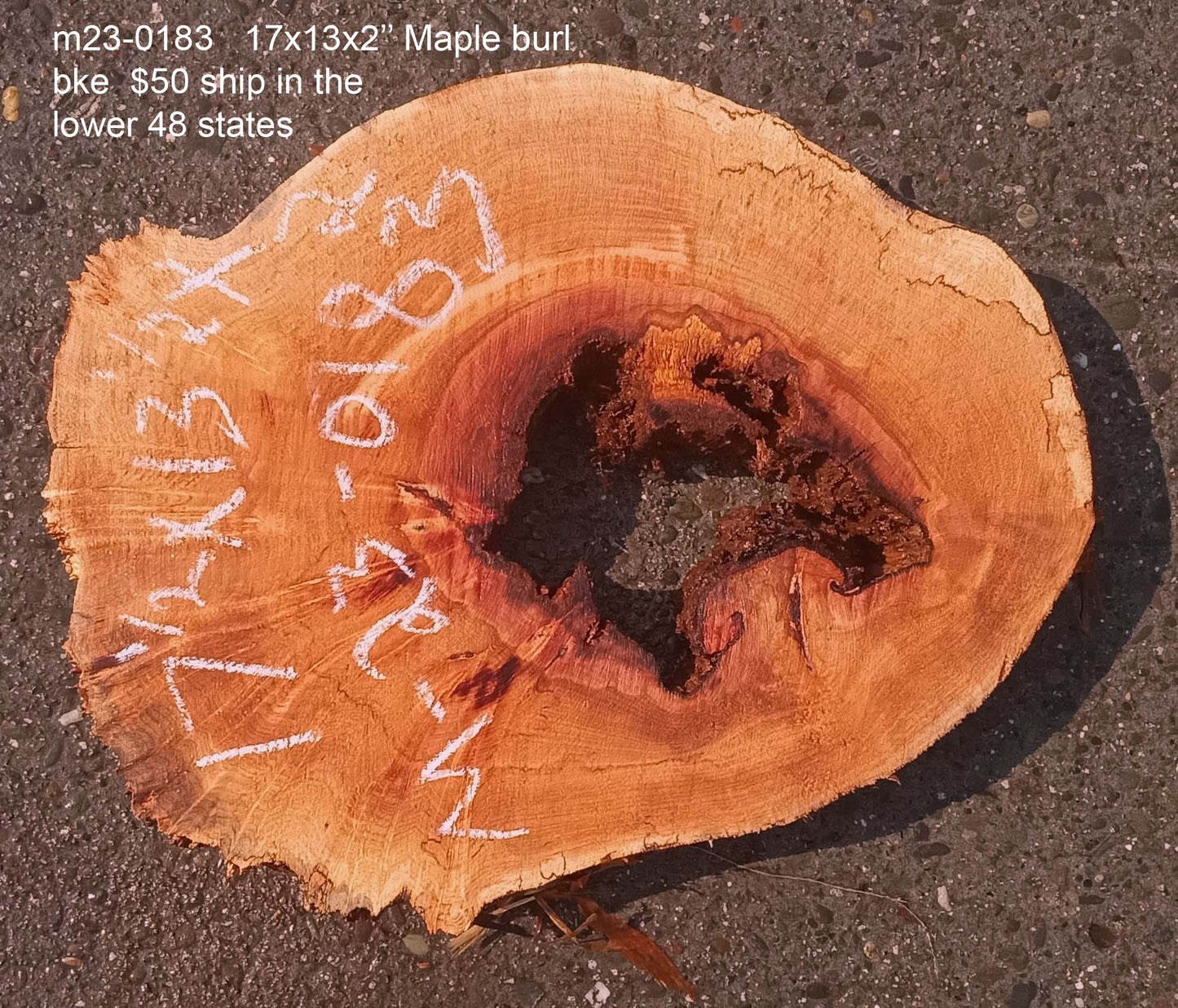 Maple burl | cookie cut | burl slab | wood craft ideas | DIY wood | ma23-0783