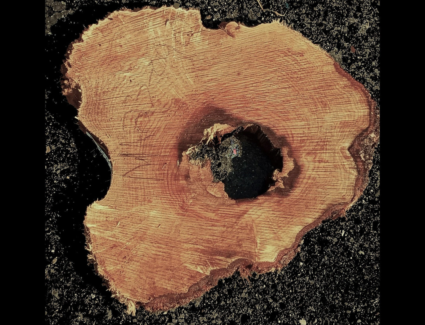 Maple burl slab | epoxy river table | DIY wood | craft woods | ma23-0902