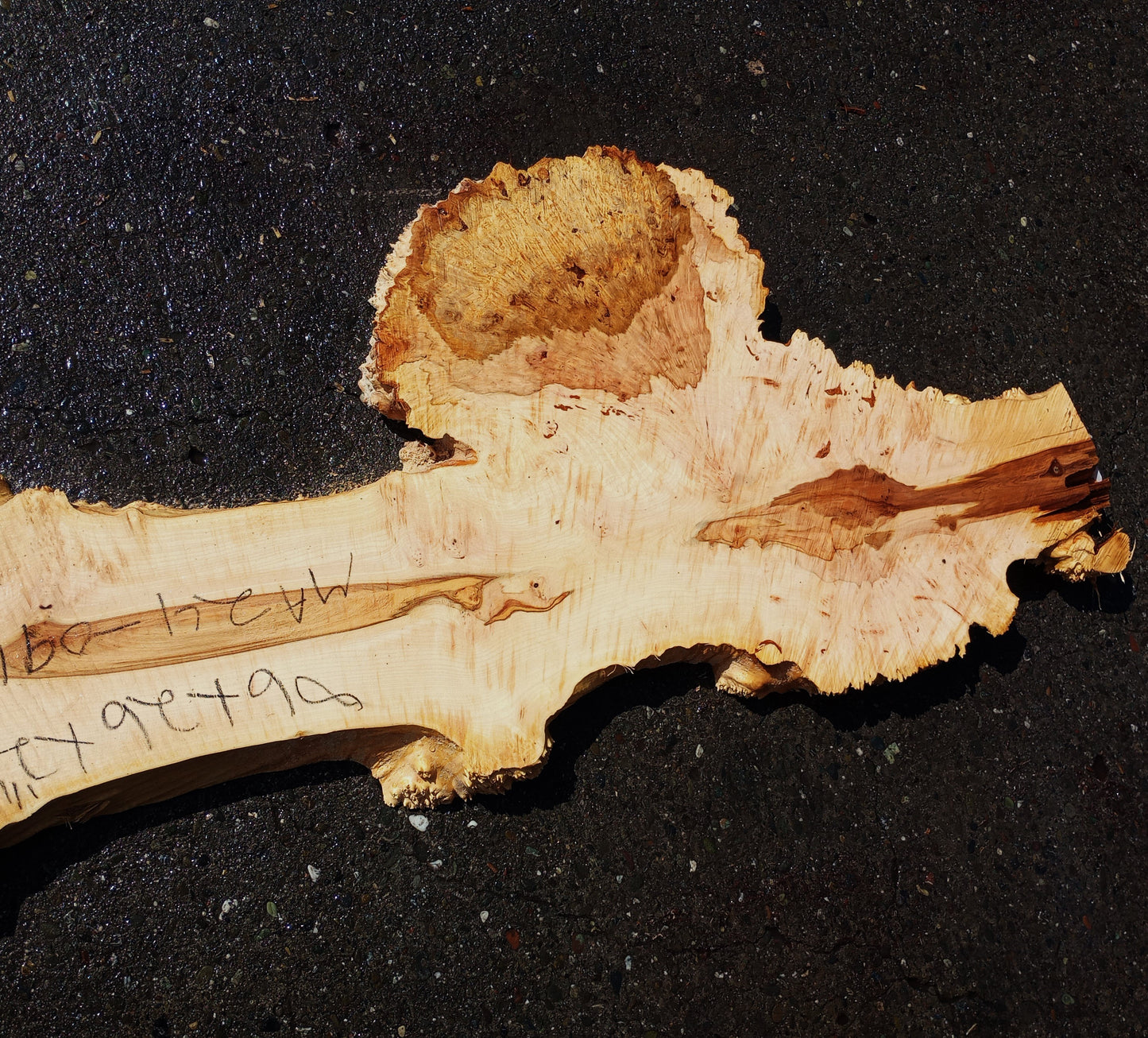 Maple Cluster Burl Log | River table | Wall Art | Epoxy Idea | Ma24-0912