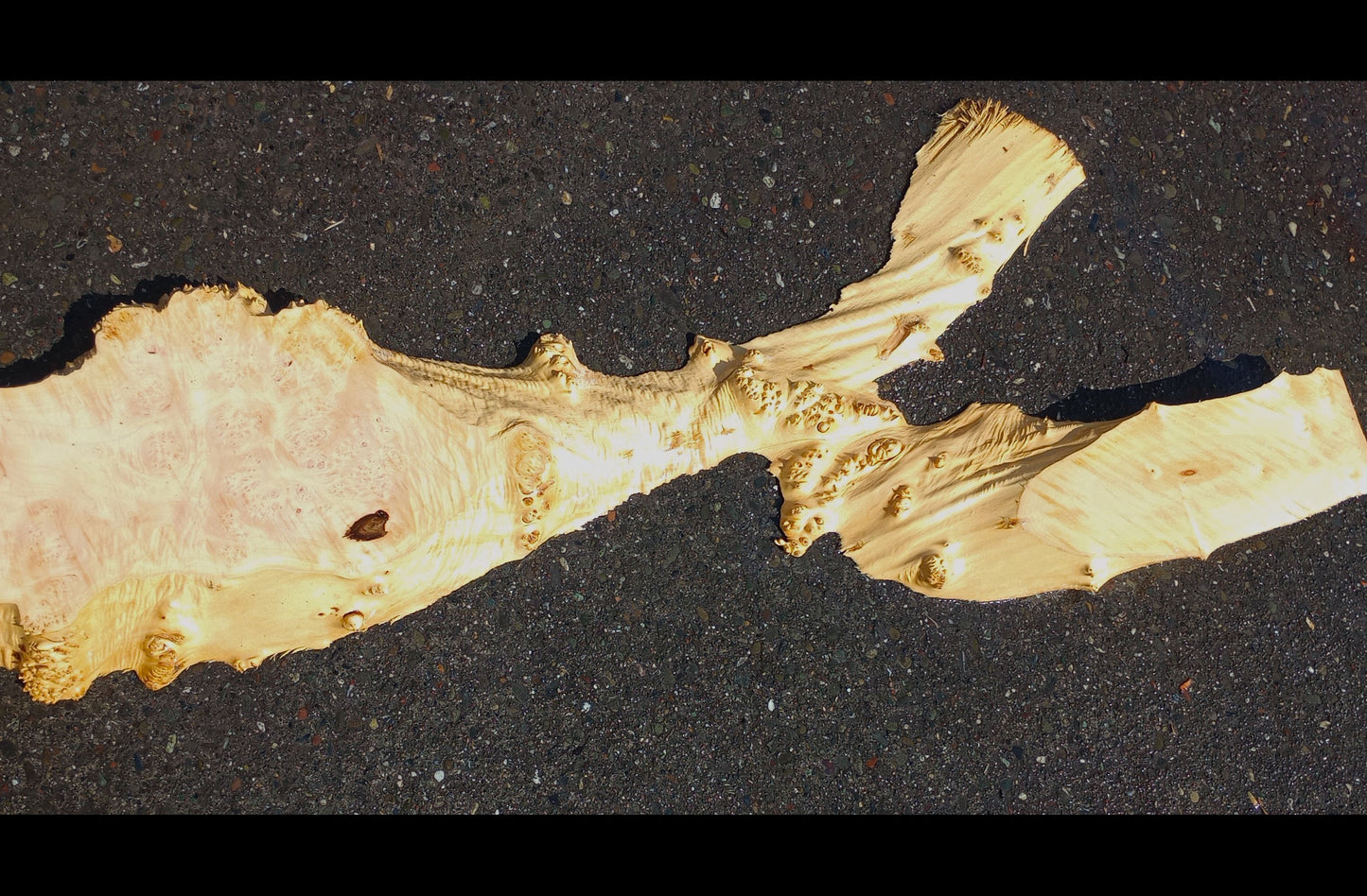 Maple Cluster Burl Log | River table | Wall Art | Epoxy Idea | Ma24-0912