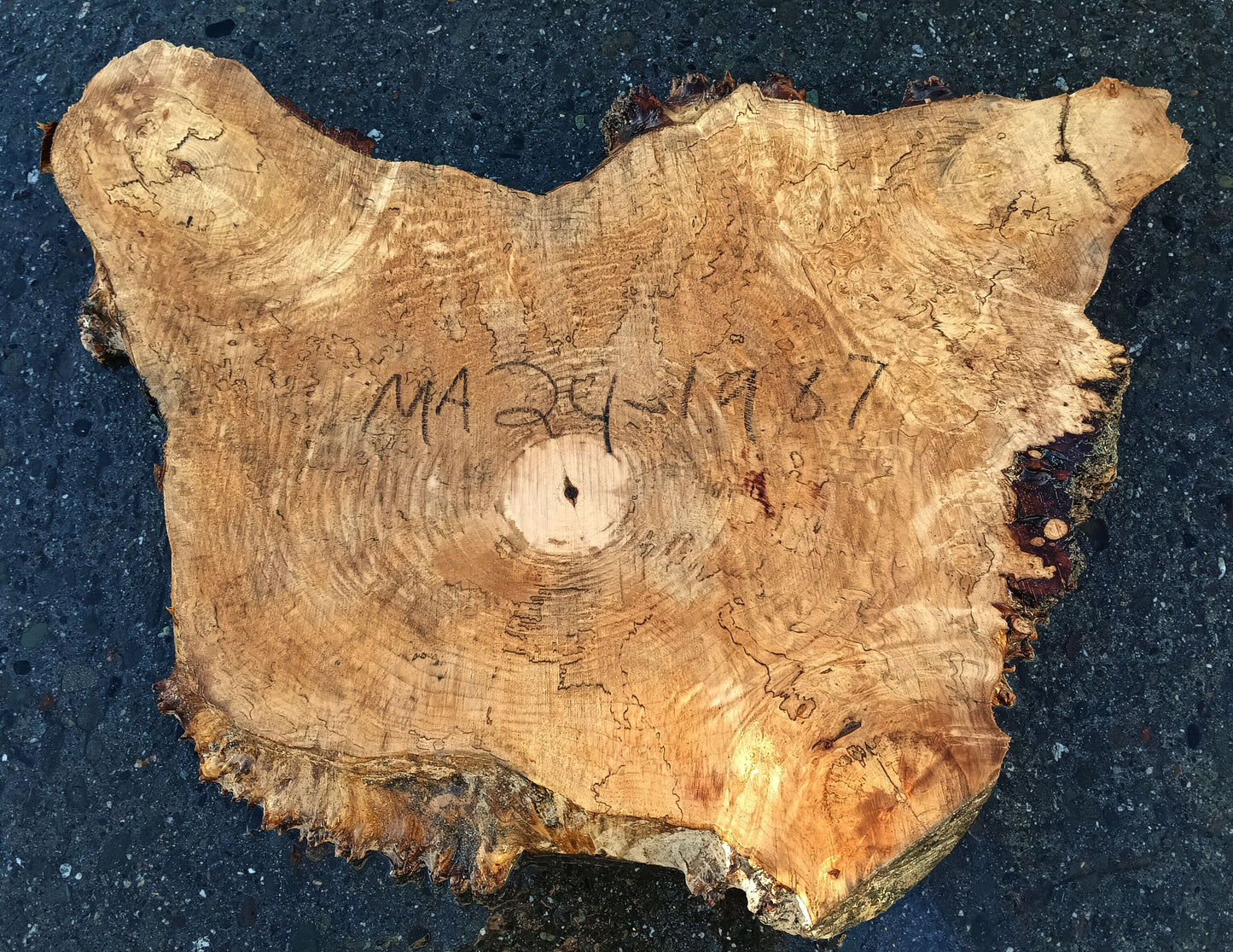 Maple Burl Slab | Table | DIY | Cookie Cut | Ma24-1987