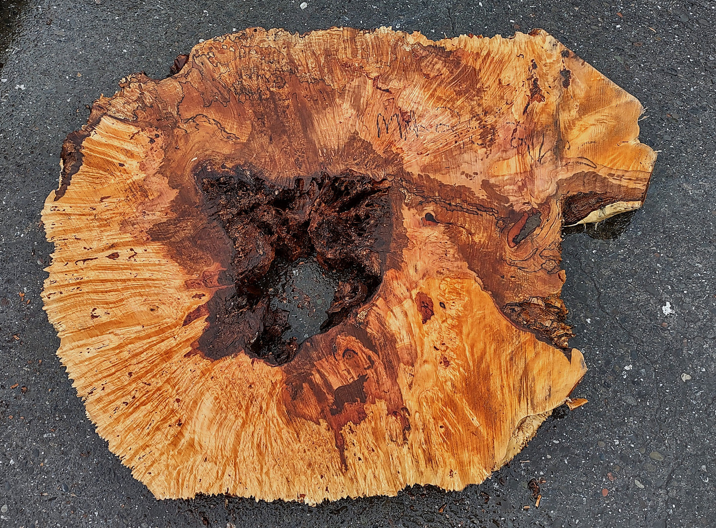 Spalted Maple Burl | Cookie Cut | River Table | DIY | MA25-2186