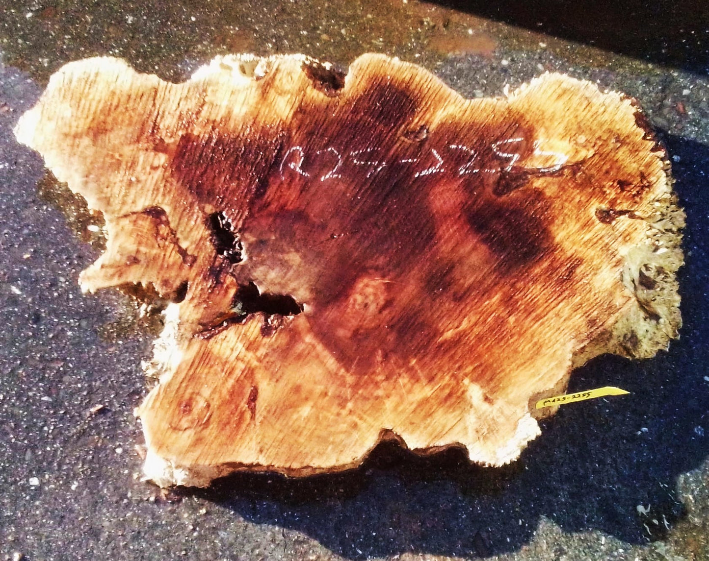Maple Burl Slab | Live Edge | River Table | DIY | Ma25-2255