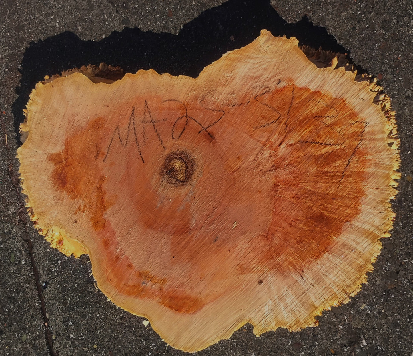 Maple Burl Slab | Live Edge | River Table | DIY | M25-3139