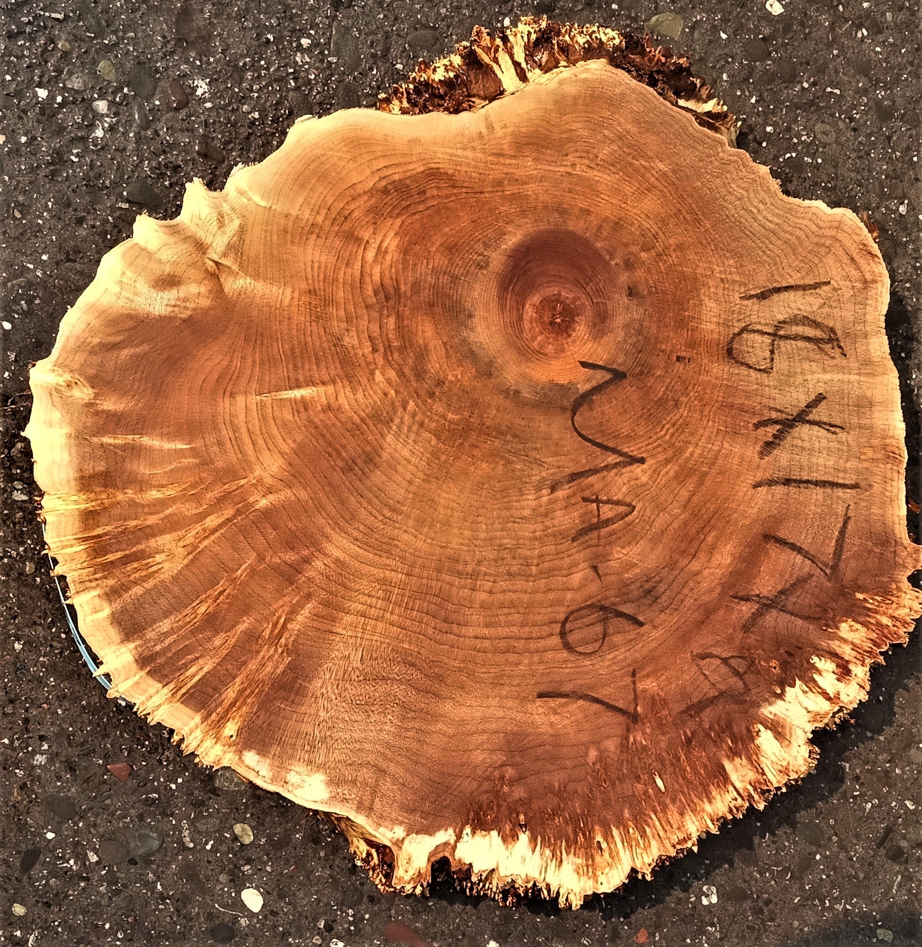 Cutting Open a Burl 