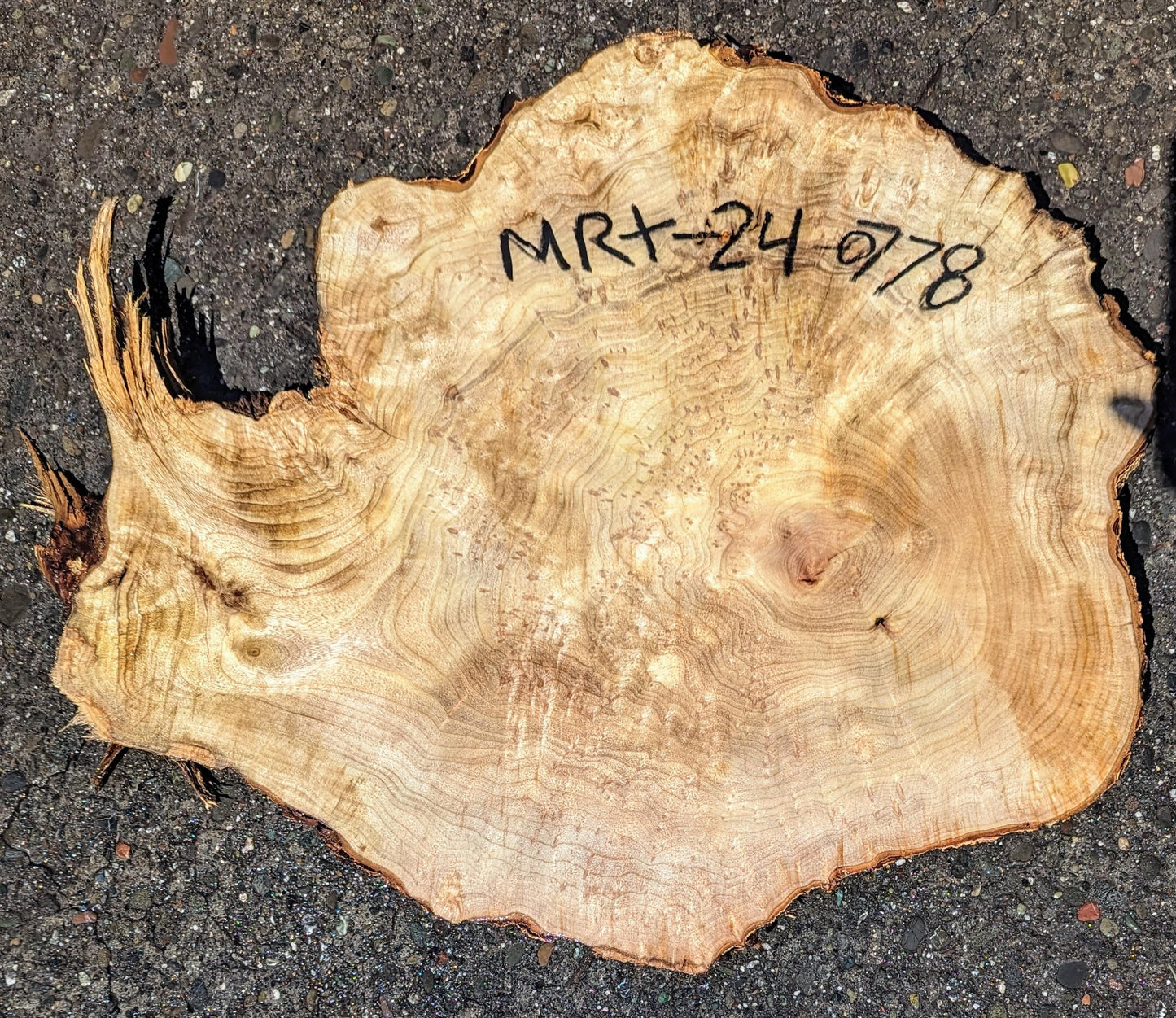 Myrtle Burl slab | live edge | cookie cut | DIY | End Table | Mrt24-0778