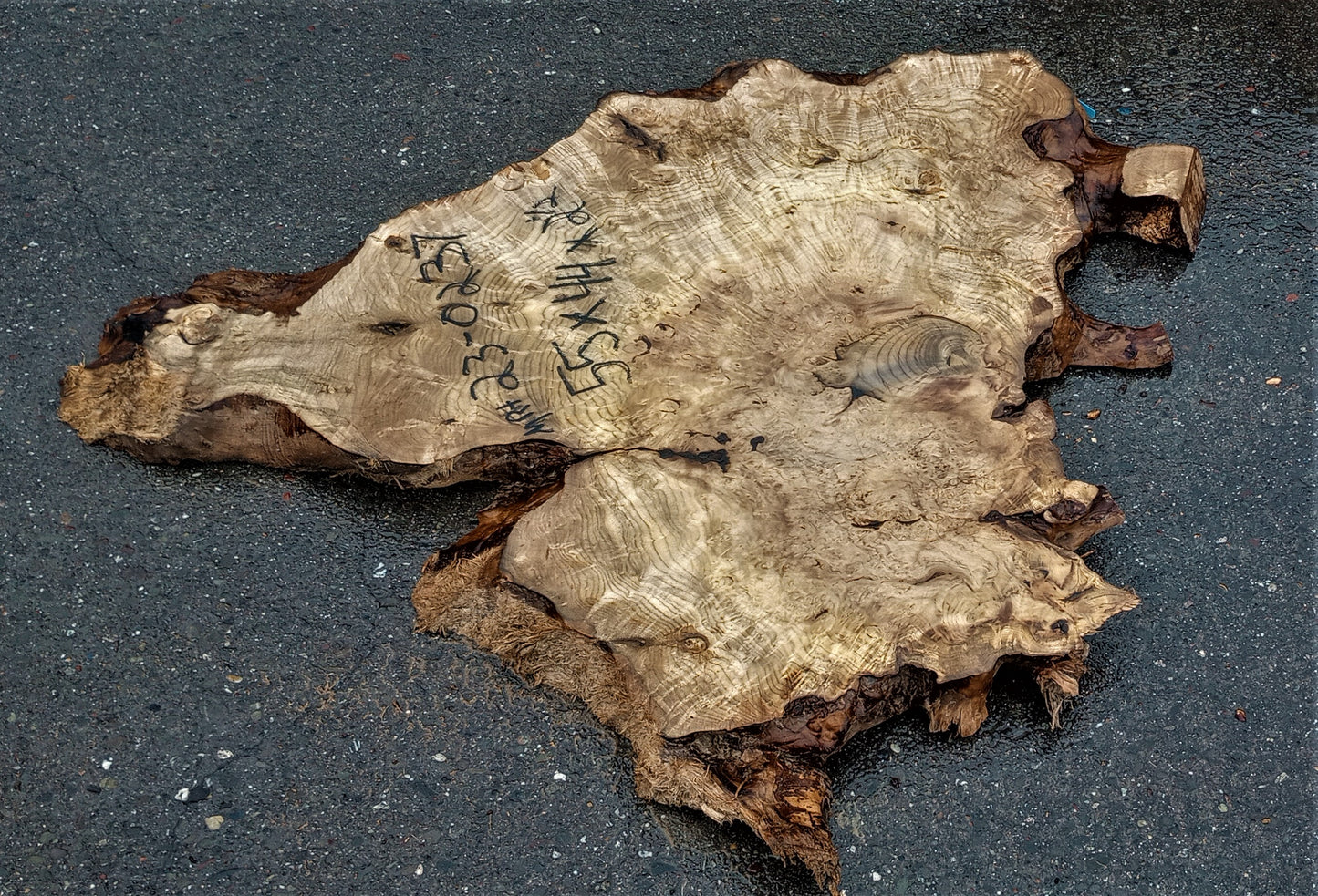 Myrtle burl | epoxy river table | exotic wood | Bay Laurel | DIY | mrt23-0237