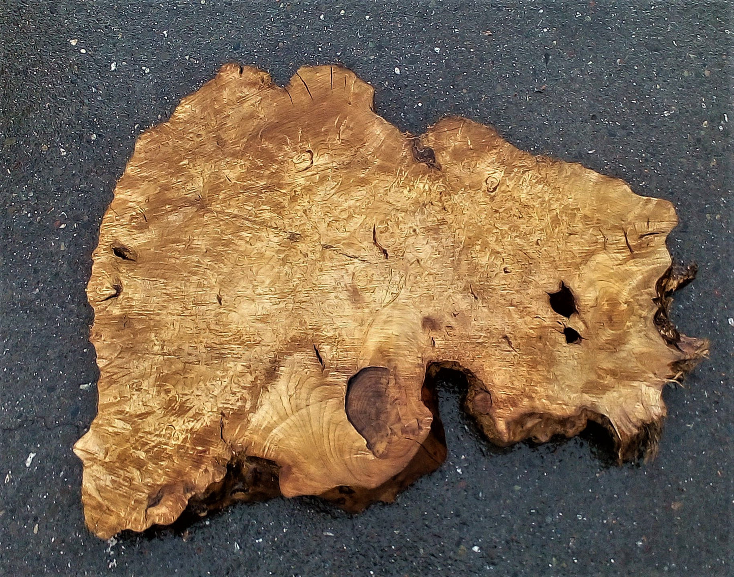 Myrtle burl | exotic wood | burl table | DIY wood crafts | mrt23-0475