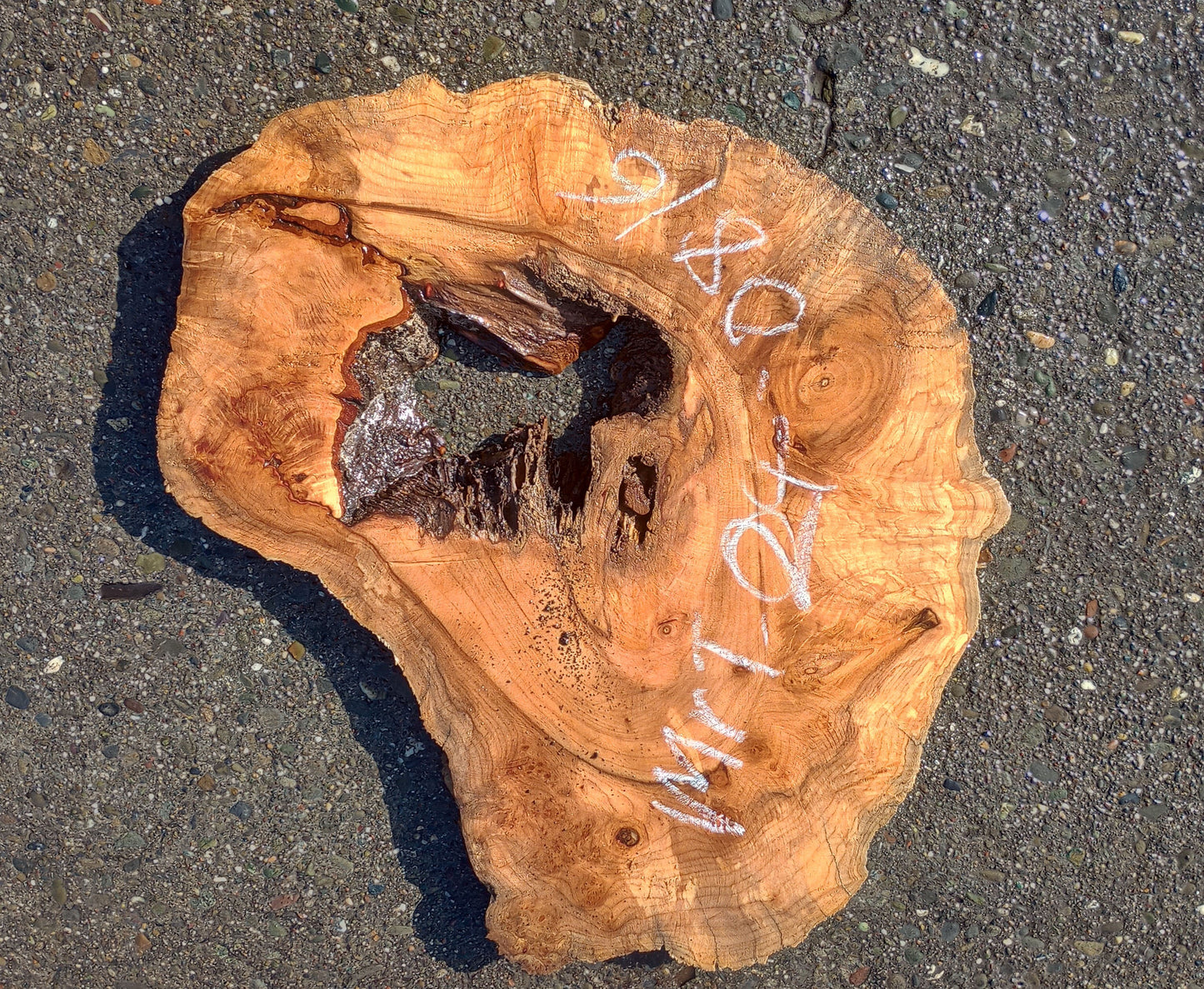 Myrtle burl | Exotic Wood | Wall Art | DIY Wood Crafts | Mrt24-0815
