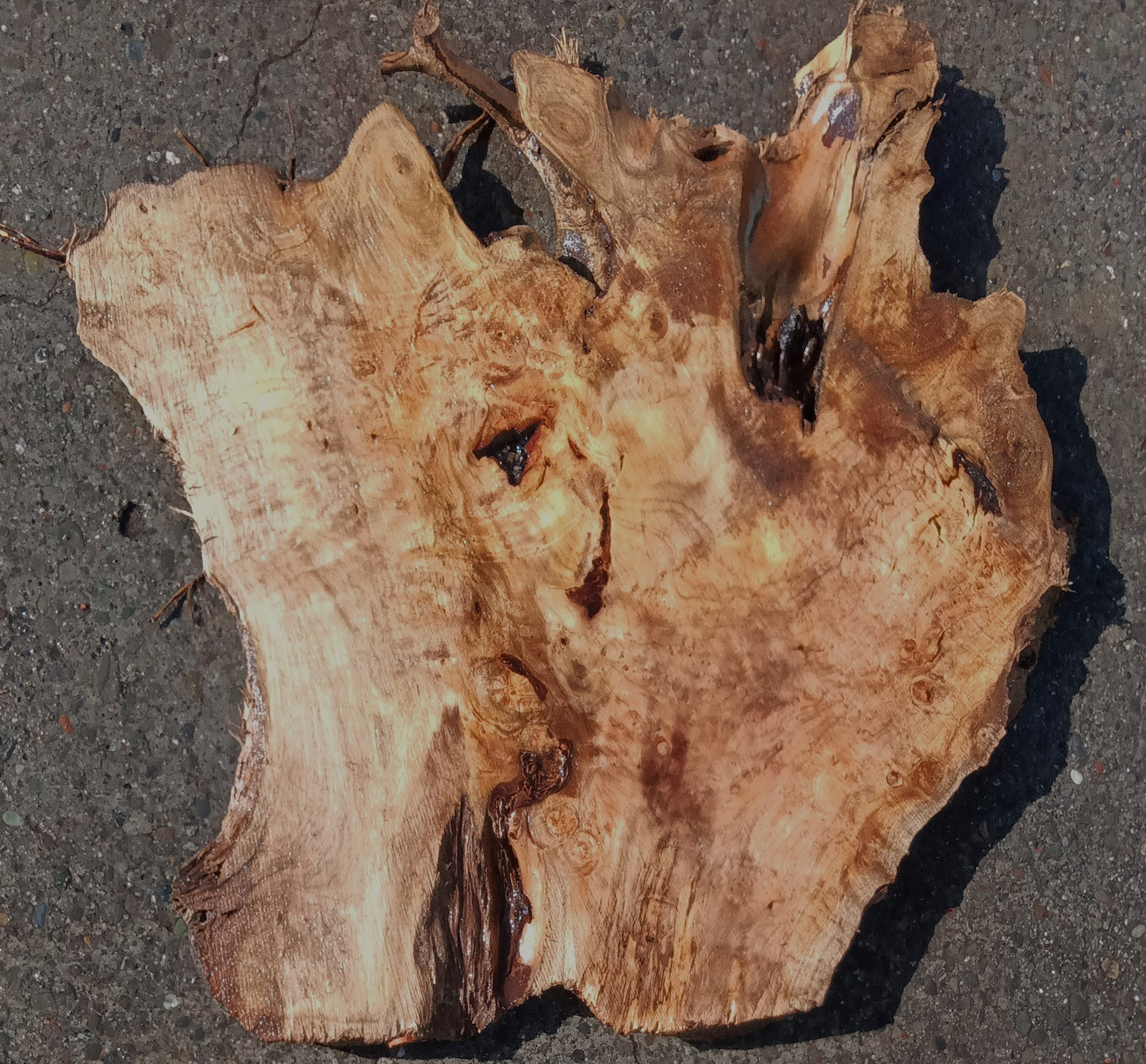 Myrtle Burl Slab | Desk | DIY | Table Slab | Mrt24-1454
