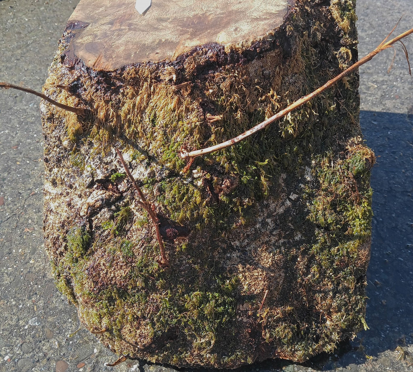 Myrtle Burl Cap | Craft Wood | DIY | Bowl Turning | Ma24-1792