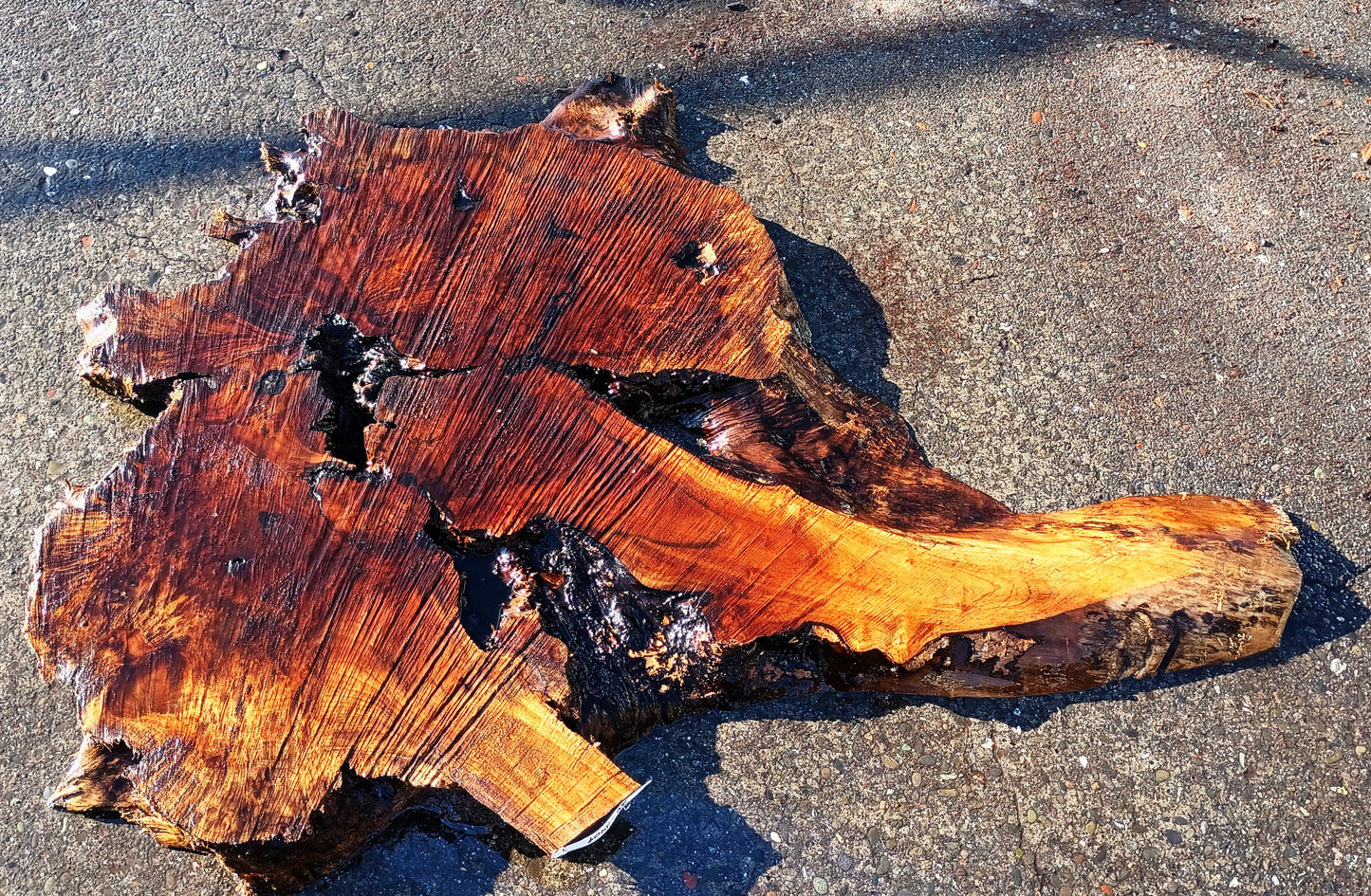 Myrtle Burl Slab | Live Edge | River Table | DIY | Bay | Mrt25-2409