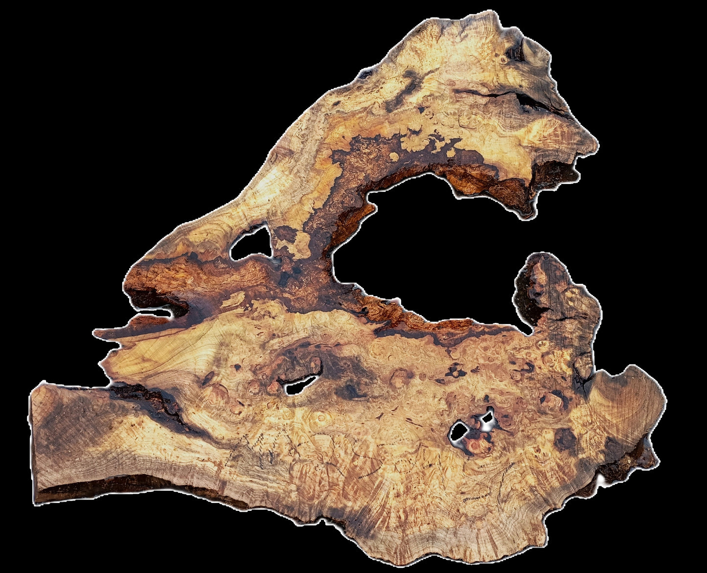 Myrtle Burl Slab | Live Edge | River Table | DIY | Mrt25-2437