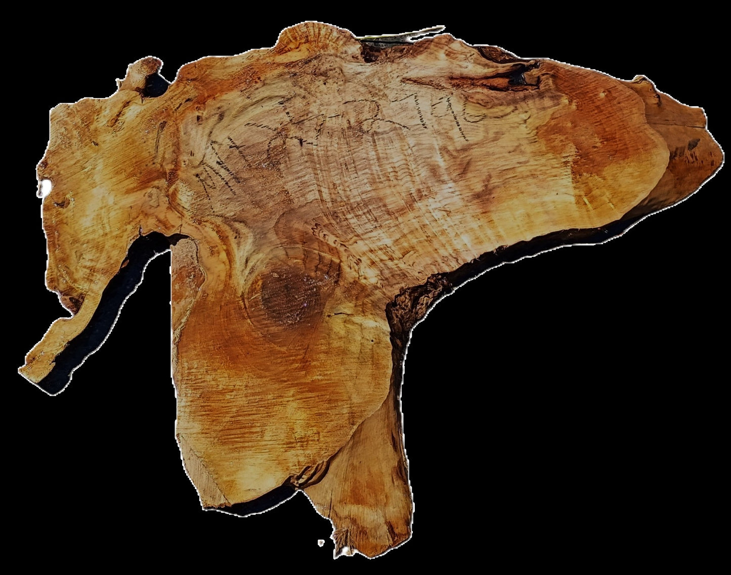 Myrtle Burl Slab | Live Edge | river table | DIY | Mrt25-2796