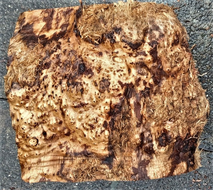 Myrtle burl | bowl turning | wood turning | DIY wood crafts | bl23-0536