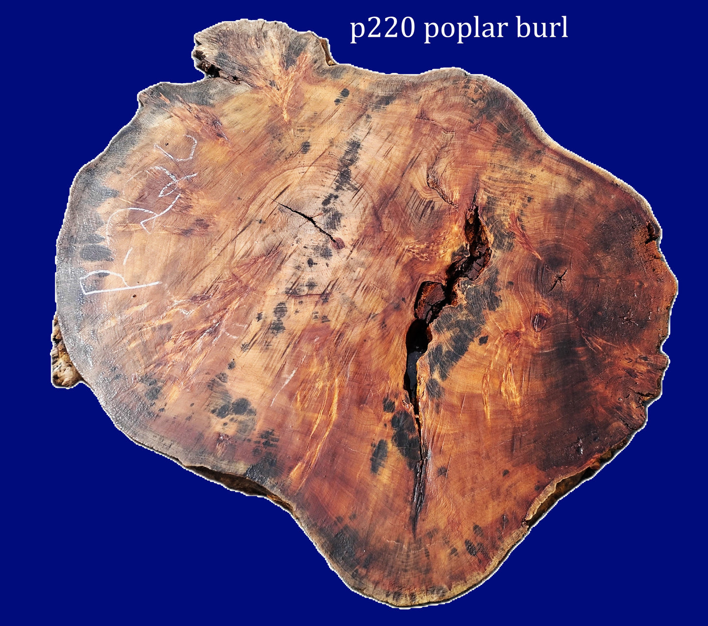 Poplar Burl Slab | DIY | Craft Wood |Table| P220