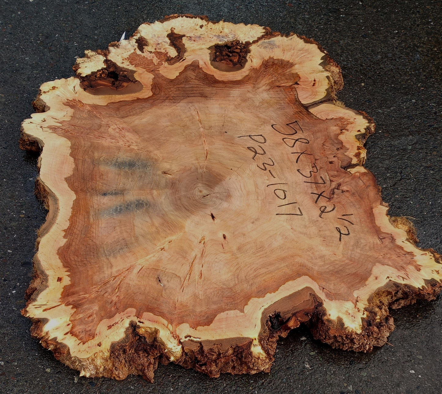 Mappa burl | cookie cut | live edge | DIY | river table | p23-1017