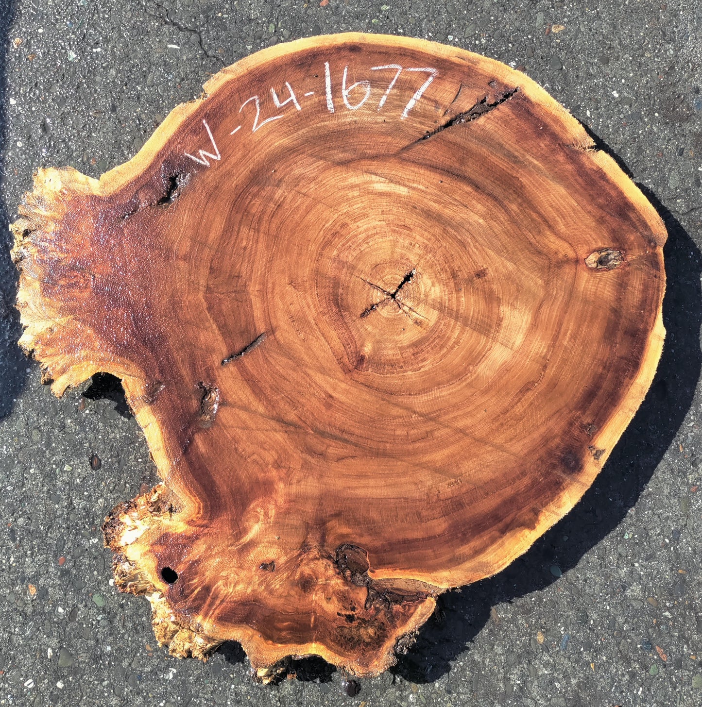 Poplar Burl slab | live edge | cookie cut | DIY | End Table | Ma24-1677