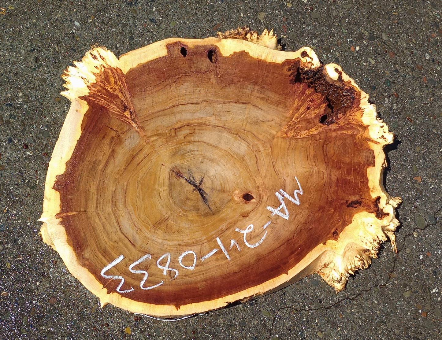 Poplar slab | cookie cut | craft woods | DIY | river table | P24-0833