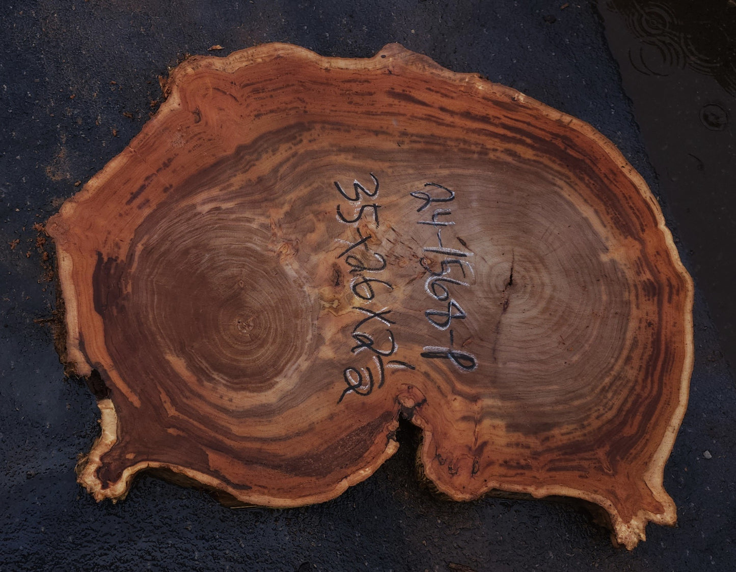 Mappa Poplar slab | live edge | cookie cut | DIY crafts | p24-1568