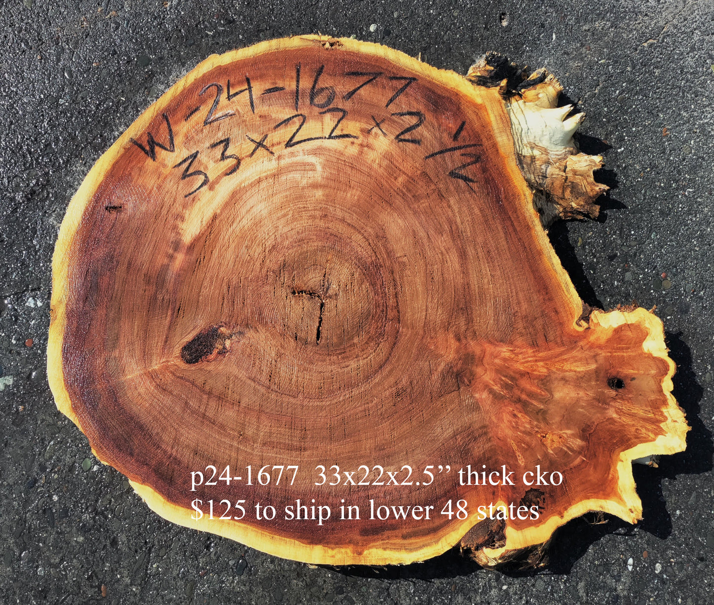 Poplar Burl slab | live edge | cookie cut | DIY | End Table | Ma24-1677