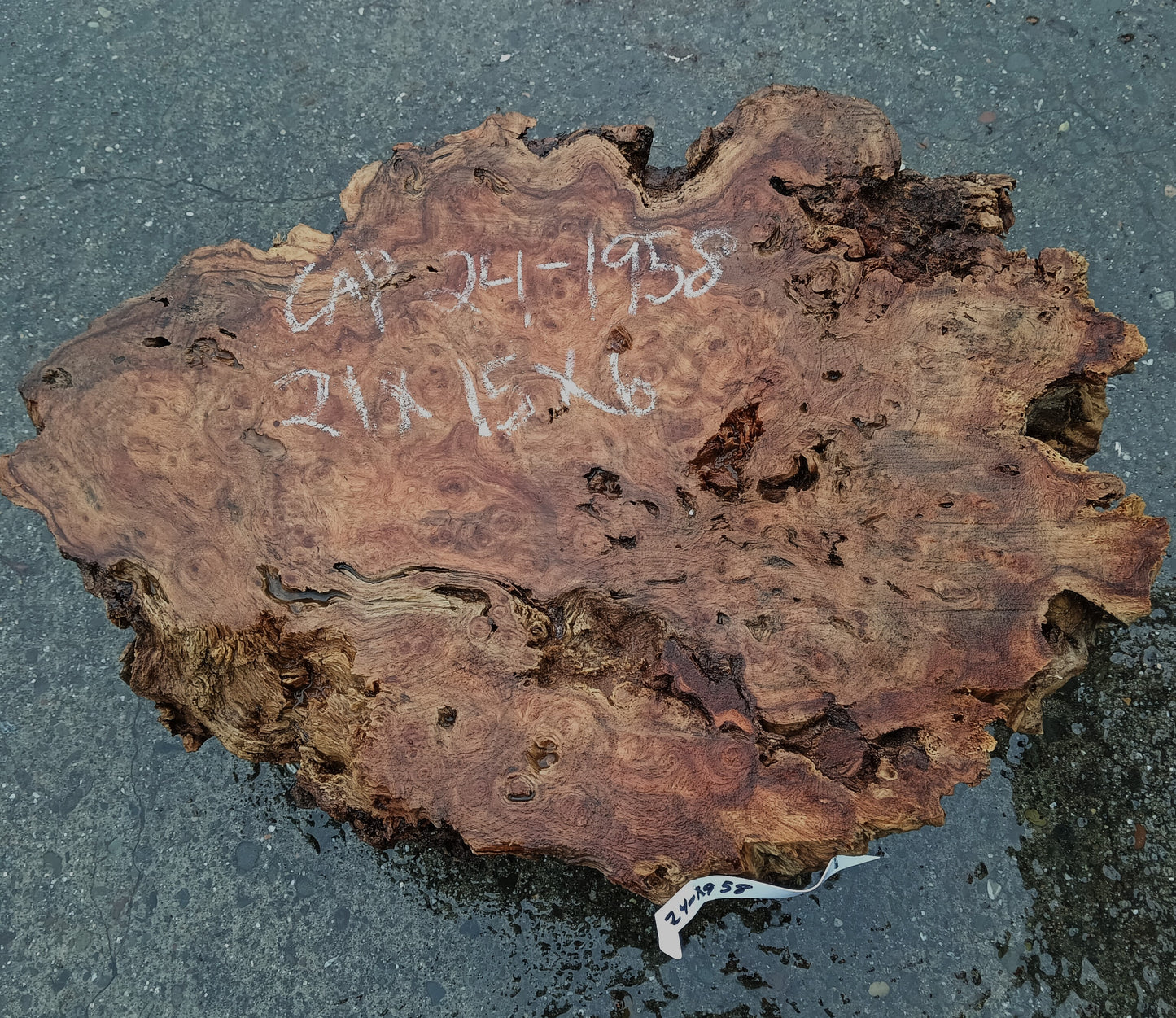 Poplar Burl Cap | Turning Wood | Craft Wood | P24-1958