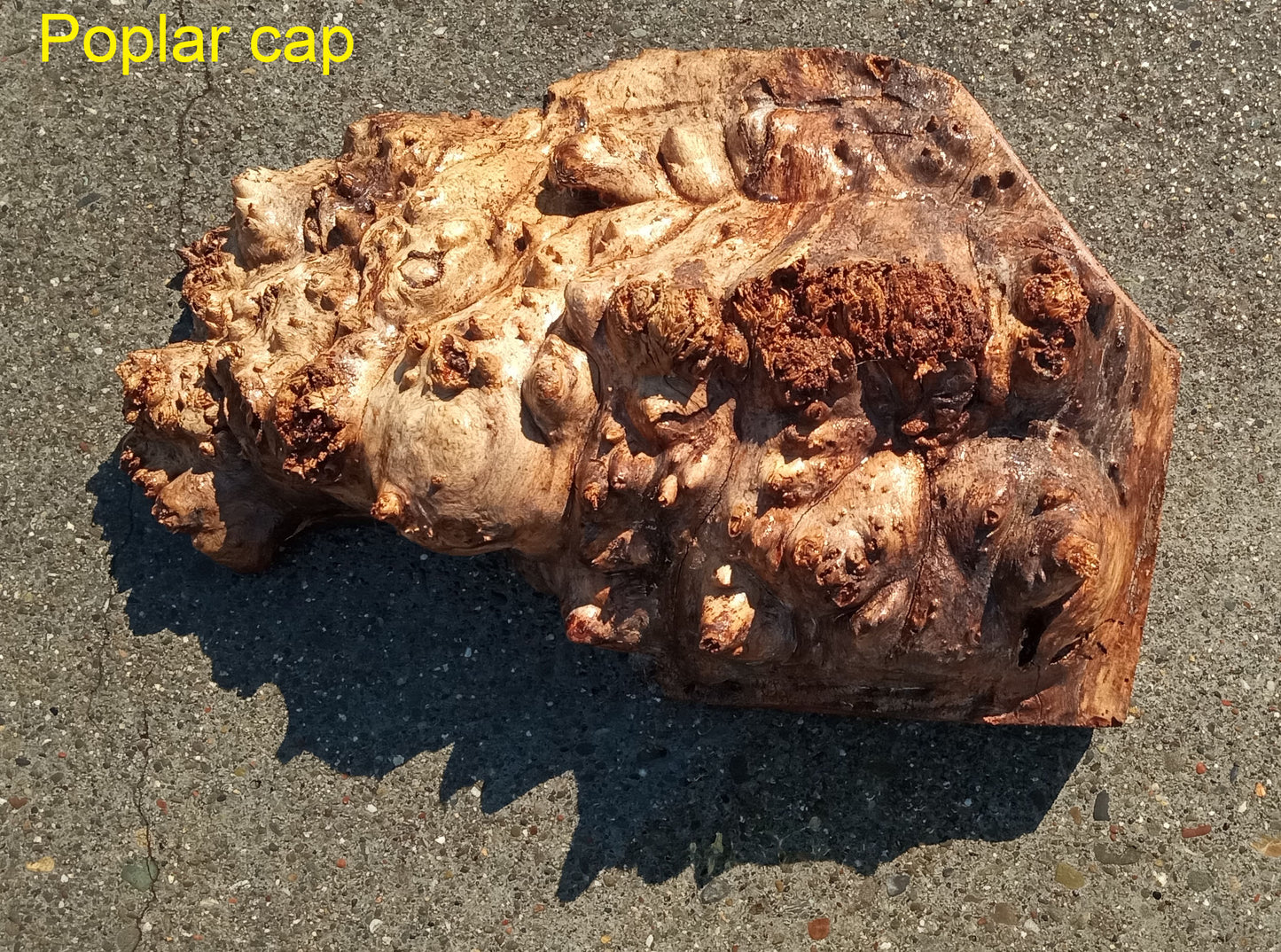 Mappa burl | Poplar | burl cap | wood turning ideas | DIY crafts | c23-0830