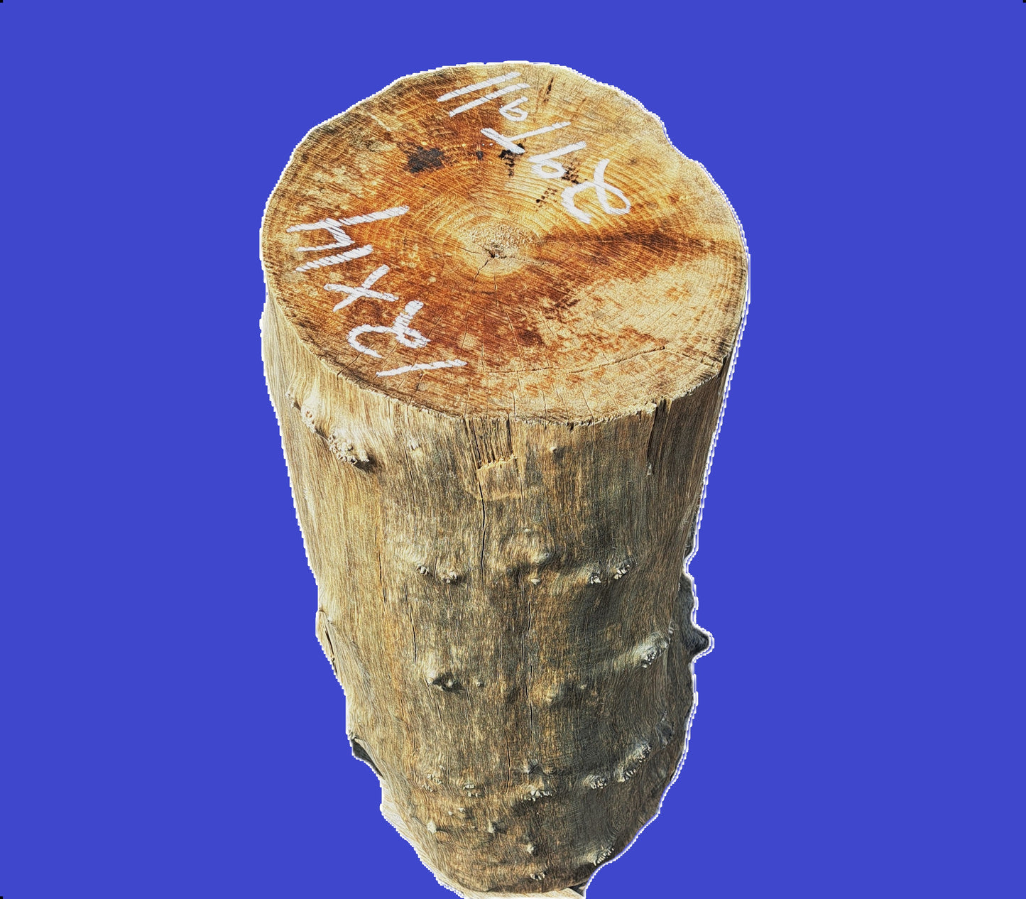 Quilted Maple Burl Base | Trophy Mount | Small Table Base | B26-a