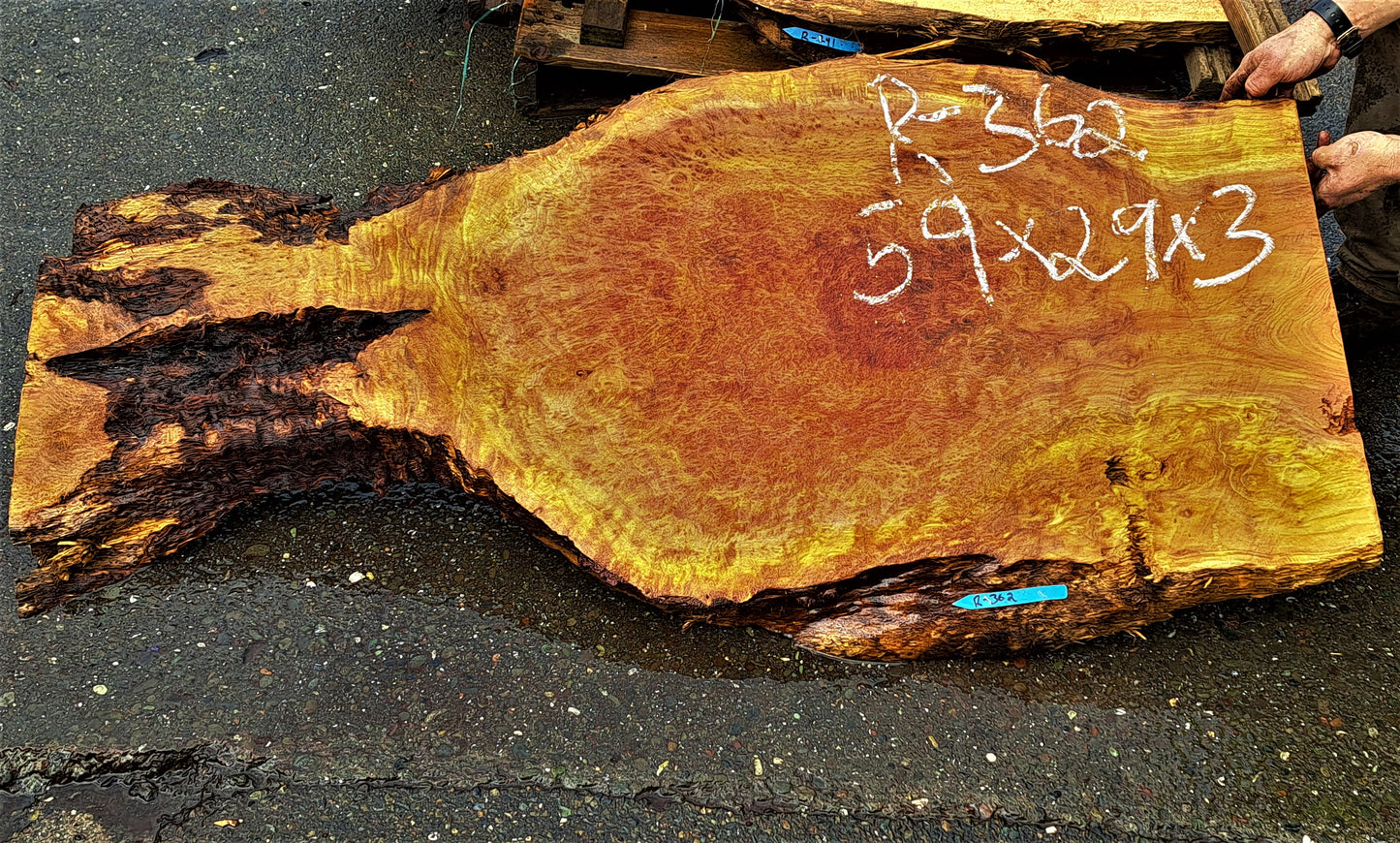 lace burl redwood l river table | wood turning | live edge slab | r-362